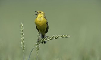 Evo kakvo nas vrijeme očekuje prvih dana aprila