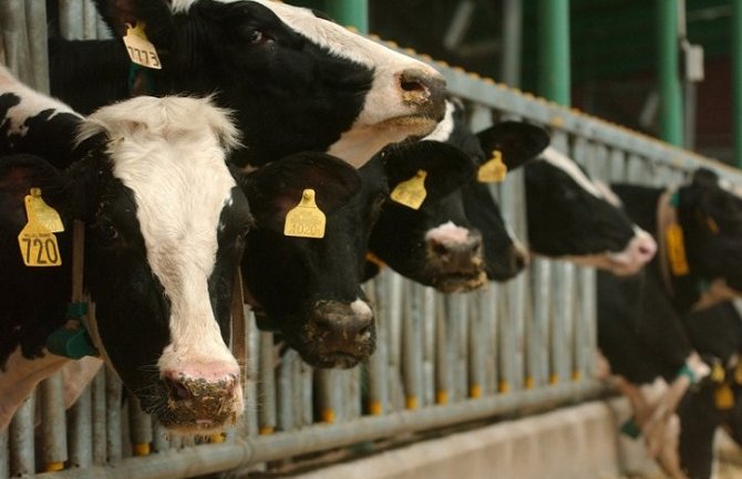 Produžen rok za podnošenje zahtjeva za dodjelu podrške u stočarskoj proizvodnji