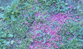 Nepoznato lice prosulo veću količinu mišomora na igralištu za djecu