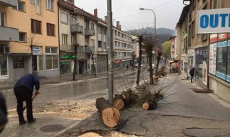 Posjekli lipe koje su više od sedam decenija krasile centar Pljevalja(FOTO)