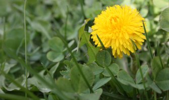 Danas sunčano, do 25 stepeni