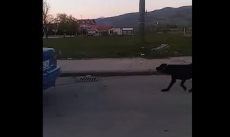 Postajemo bolesno društvo: Autom vukao svezanog psa(VIDEO)
