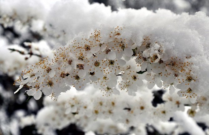 I danas snijeg na sjeveru, temperatura do 15 stepeni