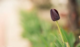 Od danas sunčano i toplije