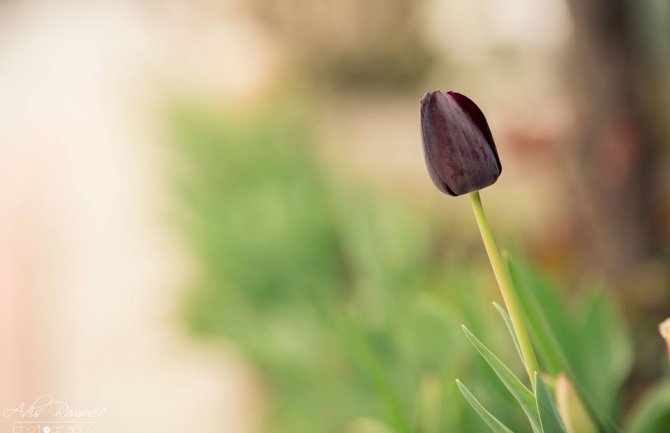 Od danas sunčano i toplije