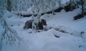 Probudio se medvjed iz zimskog sna (VIDEO)