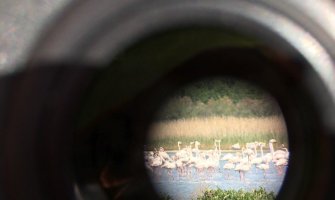 Prelijepi prizori na Solani – ornitolozi izbrojali 620 flamingosa