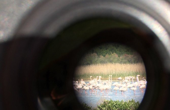 Prelijepi prizori na Solani – ornitolozi izbrojali 620 flamingosa
