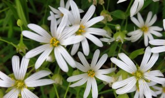 Oblačno sa sunčanim intervalima, do 24 stepena