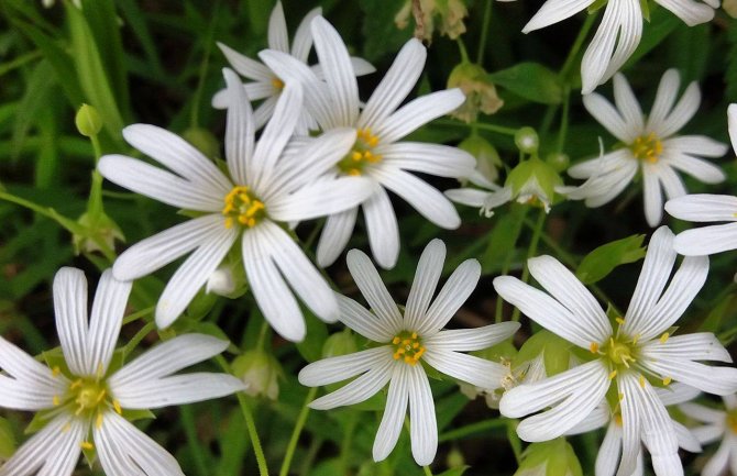 Oblačno sa sunčanim intervalima, do 24 stepena