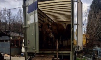 Podgorica: Cirkus otišao prije 10 mjeseci, kamile ostale da se muče u kamionu