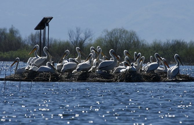 Rekordan broj pelikana u NP Skadarsko jezero: Ornitolozi izbrojali 227 jedinki