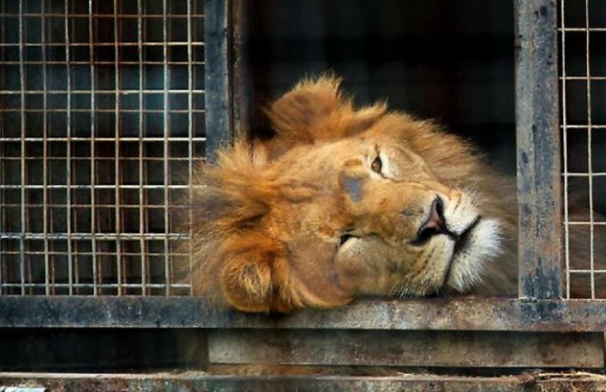 Vrijeme je da se u Crnoj Gori zabrani ulazak i rad cirkusa