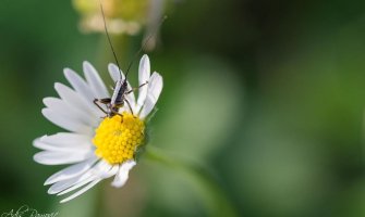 Ponegdje kiša, do 27 stepeni