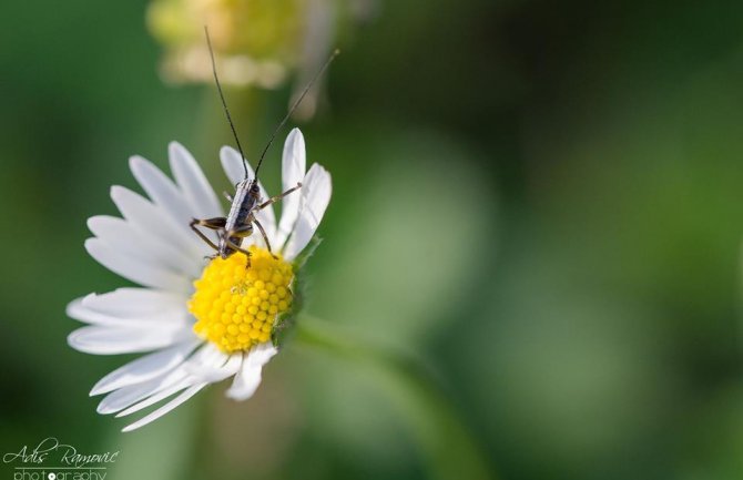Ponegdje kiša, do 27 stepeni
