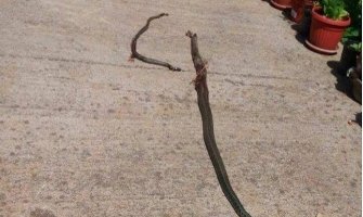 Podgorica: Zmije na metar od kuće (FOTO)