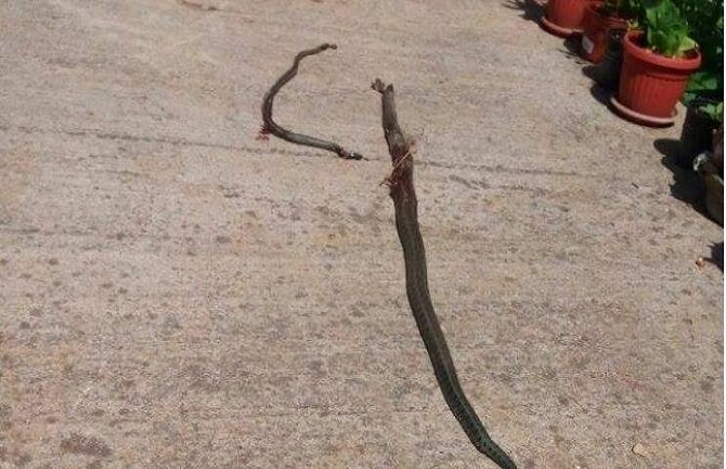 Podgorica: Zmije na metar od kuće (FOTO)