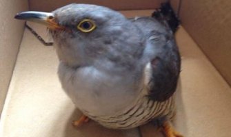 Ako čujete poznati ku-ku, znajte da Šako uživa u slobodi(VIDEO)