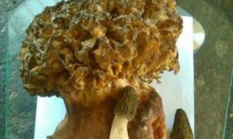 Porodica Čobeljić ubrala pečurku rekordne težine!