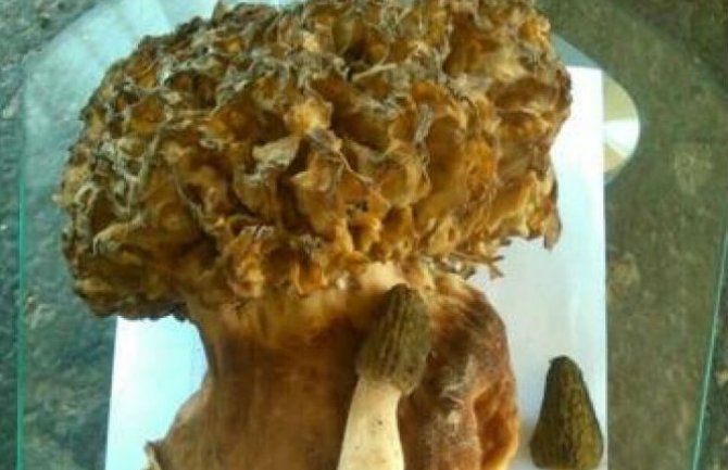 Porodica Čobeljić ubrala pečurku rekordne težine!