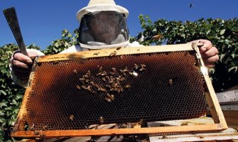 Za pčelare produžen rok za podnošenje zahtjeva za podršku za nabavku voska