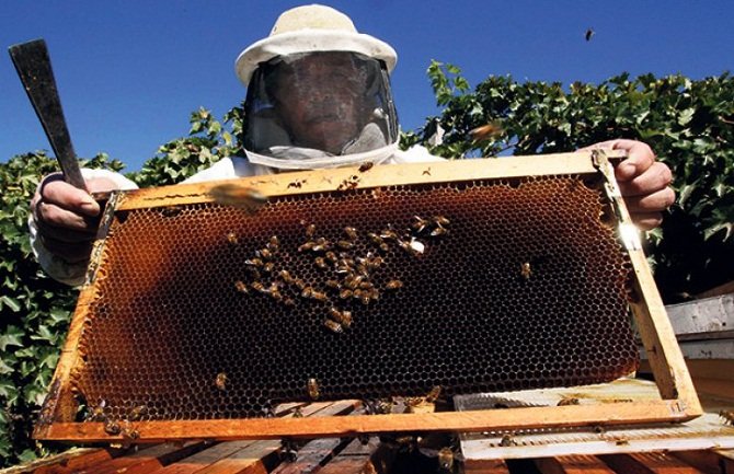 Za pčelare produžen rok za podnošenje zahtjeva za podršku za nabavku voska