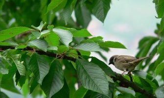 Sunčano i toplo, do 29 stepeni