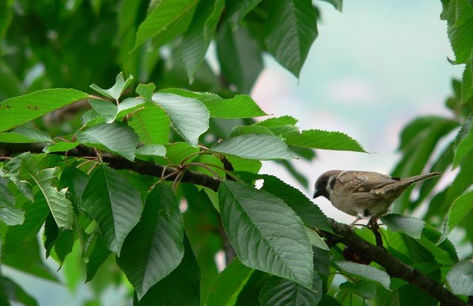 Sunčano i toplo, do 29 stepeni
