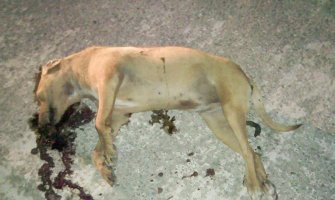 Na Zabjelu nađen leš upucanog psa