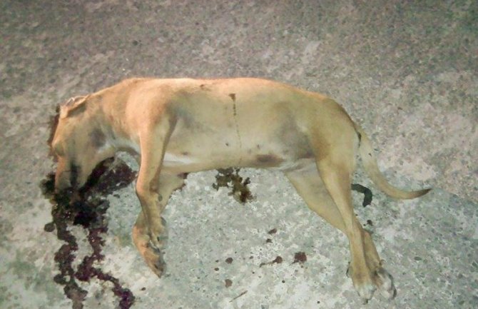 Na Zabjelu nađen leš upucanog psa