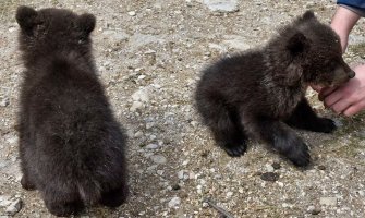 Sve češće slike mučenja i zanemarivanja životinja