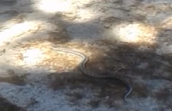 Poskok u Podgorici (VIDEO)