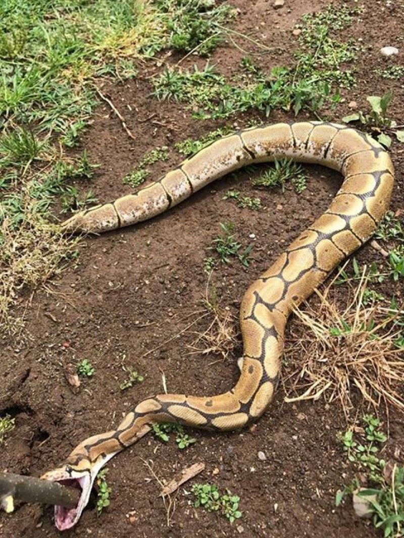 18556251832190973595578683150207982172608n