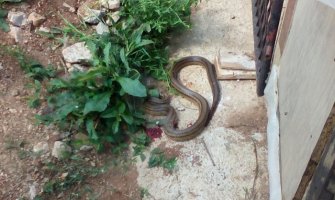 Zmija u dvorištu u Sutorini