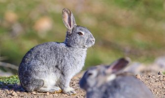 Za vikend prestanak padavina i toplije