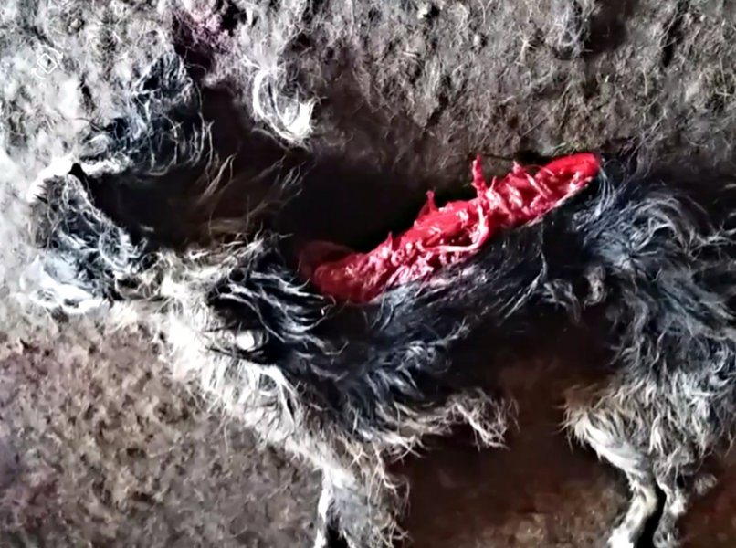 RastrgnutiptiaruNKsklonitu