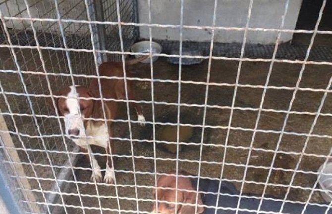 Inspekcija u nikšićkom skloništu: Psi se kolju, ne jedu jedni druge