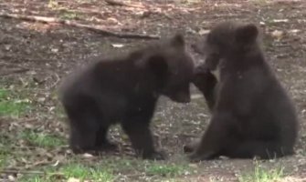 Težak rastanak: Mečići Brundo i Maša putuju za Grčku