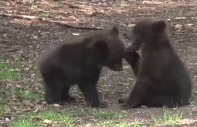 Težak rastanak: Mečići Brundo i Maša putuju za Grčku
