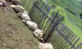 Vukovi napravili pokolj u bjelopoljskom selu: Zaklali 11 ovaca