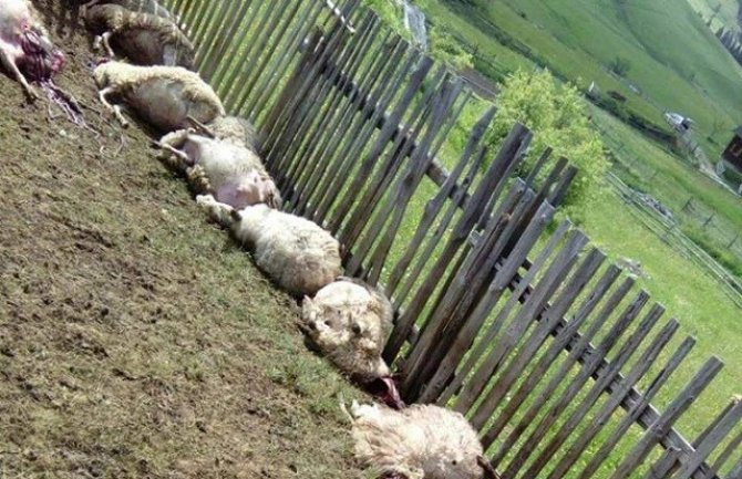 Vukovi napravili pokolj u bjelopoljskom selu: Zaklali 11 ovaca
