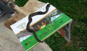 Žena pronašla poskoka ulijepljenog u zamku za miševe i spasila ga (FOTO)