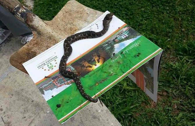 Žena pronašla poskoka ulijepljenog u zamku za miševe i spasila ga (FOTO)