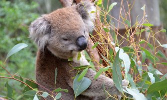 Klimatske promjene ugrožavaju opstanak koala