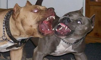 Ub: Psi napali čovjeka ispred kapije, odgrizli mu nos