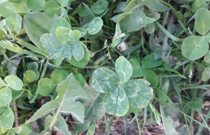 Danas sunčano i toplo, do 32 stepena