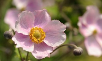 Pred nama je sunčan dan, do 33 stepena