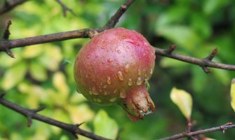 Prijepodne toplo i sparno, popodne kiša, moguće vremenske nepogode