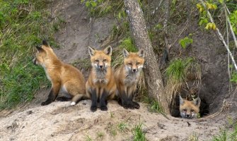 BP:  Ru­ko­vod­stvo lo­vač­ke or­ga­ni­za­ci­je gradi privatne kuće umjesto lovačkog doma