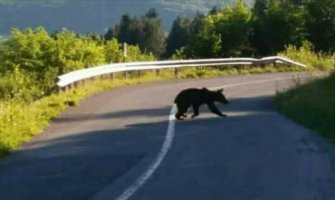 Nesvakidašnjafotografija medvjeda kako prelazi ulicu u Bosni